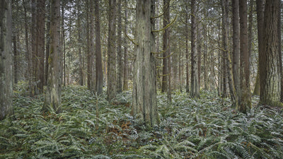 Jurassic Park Comes to Life: Update on the Jean and Ric Edelman Fossil Park