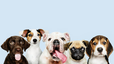 Dogs and Longevity: Important New Research Now Underway